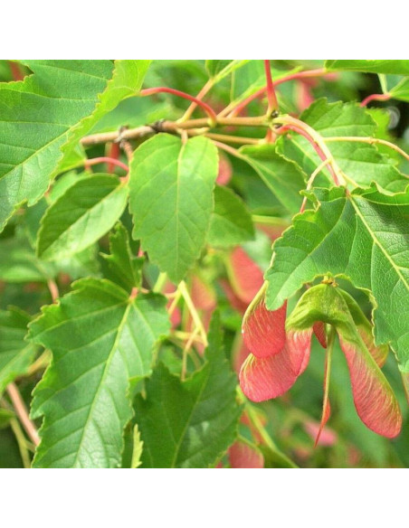 Acer tataricum Klon tatarski Ginnala