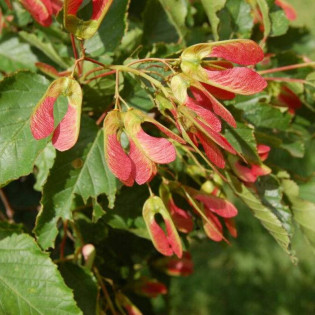 Klon tatarski Acer tataricum