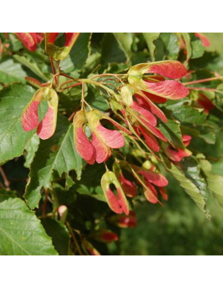 Klon tatarski Acer tataricum