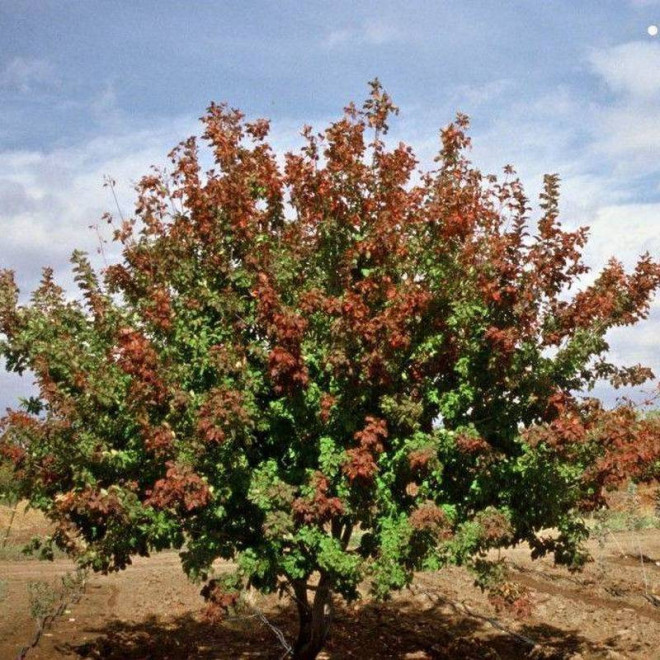 Acer tataricum Klon tatarski