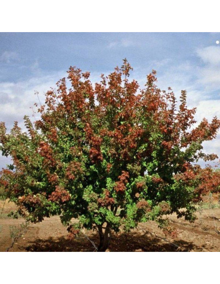 Acer tataricum Klon tatarski