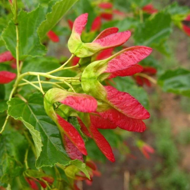 Klon tatarski Acer tataricum