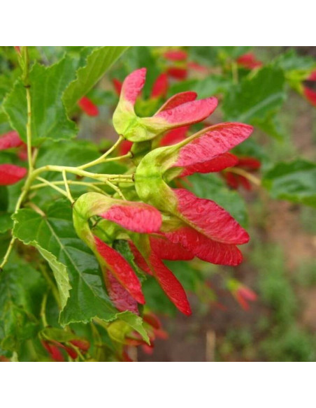 Klon tatarski Acer tataricum