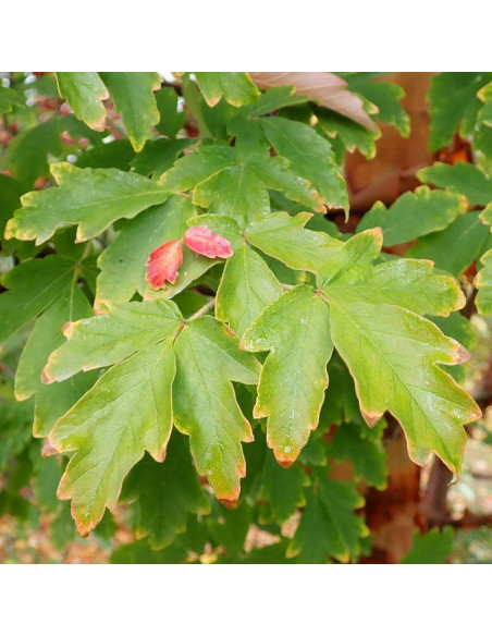 Klon strzępiastokory Acer griseum - Szkółka Florela