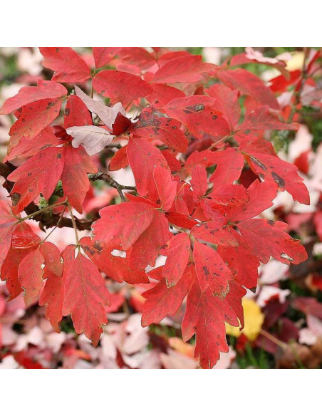 Klon strzępiastokory Acer griseum