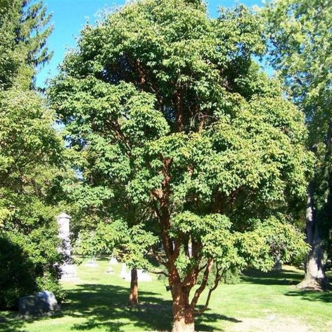 Klon strzępiastokory Acer griseum