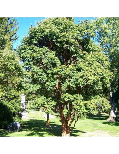 Klon strzępiastokory Acer griseum