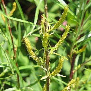 Wierzba rokita Salix ×friesiana