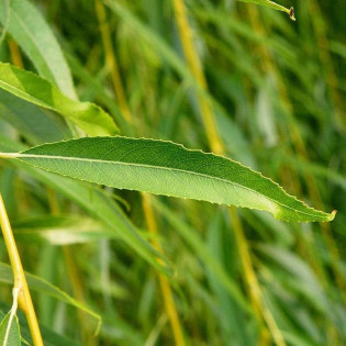 Chrysocoma Salix sepulclaris Wierzba płacząca