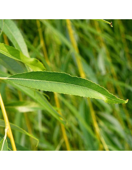 Chrysocoma Salix sepulclaris Wierzba płacząca
