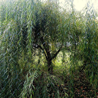 Chrysocoma Salix sepulclaris Wierzba płacząca 2