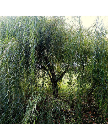 Wierzba płacząca Chrysocoma Salix sepulclaris