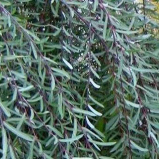 Pendula Salix purpurea Wierzba purpurowa