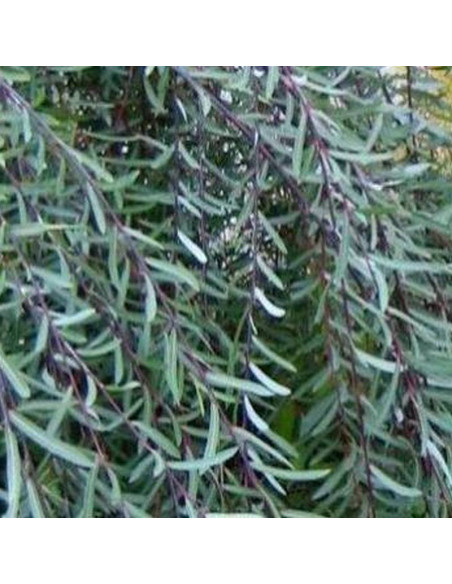 Pendula Salix purpurea Wierzba purpurowa