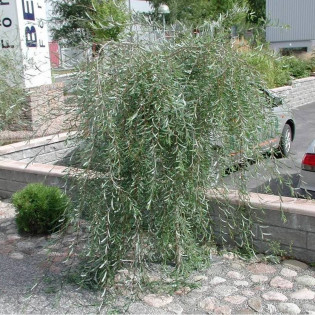 Pendula Salix purpurea Wierzba purpurowa 2