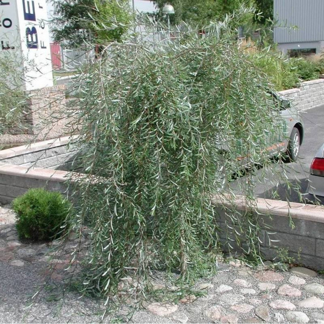 Wierzba purpurowa Pendula Salix purpurea