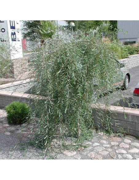 Wierzba purpurowa Pendula Salix purpurea