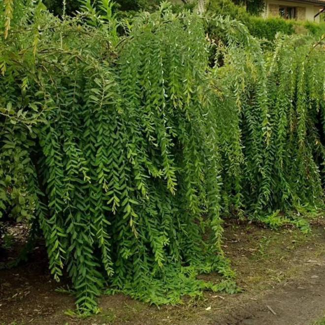 Wierzba purpurowa Salix purpurea Pendula