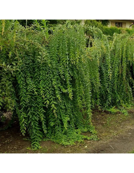 Wierzba purpurowa Salix purpurea Pendula