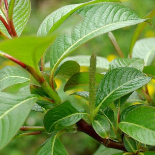 Wierzba mupińska Salix moupinensis