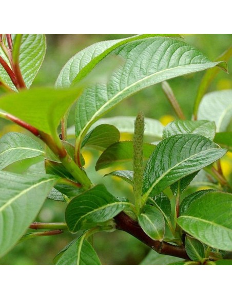 Wierzba mupińska Salix moupinensis
