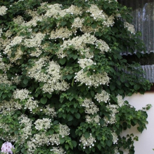 Hortensja pnąca subsp. petiolaris Hydrangea anomala 2
