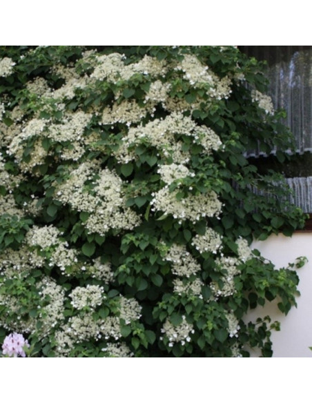 Hydrangea anomala Hortensja pnąca subsp. petiolaris