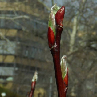 Wierzba mupińska Salix moupinensis 2