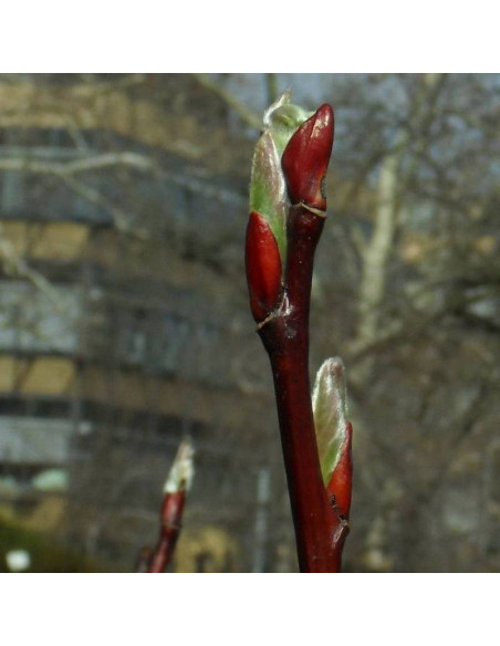 Wierzba mupińska Salix moupinensis