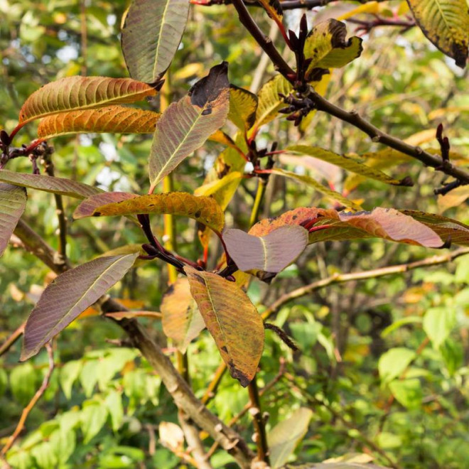 Wierzba mupińska Salix moupinensis