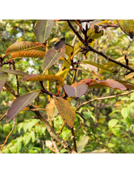 Wierzba mupińska Salix moupinensis