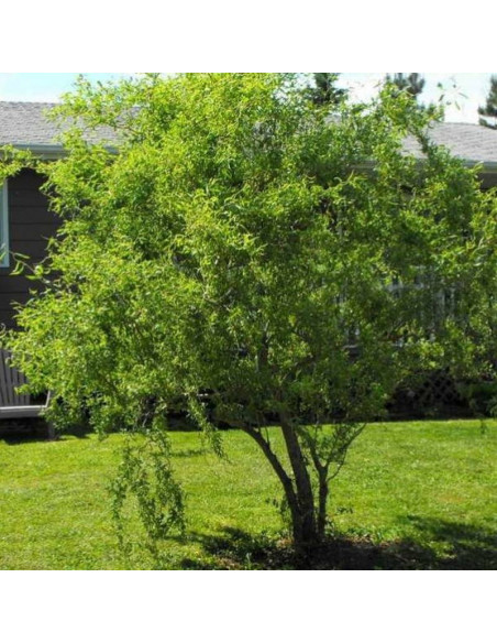 Tortuosa Salix babylonica Wierzba babilońska