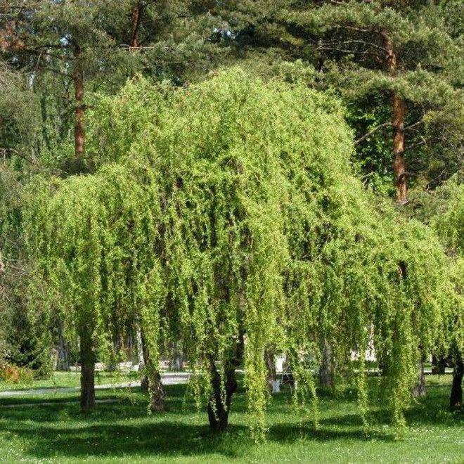 Wierzba babilońska Tortuosa Salix babylonica