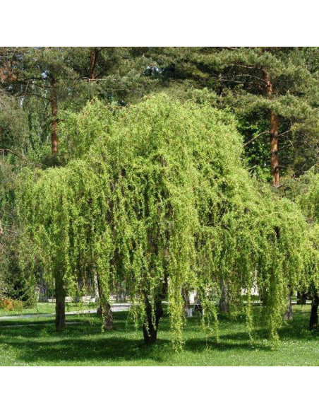 Wierzba babilońska Tortuosa Salix babylonica