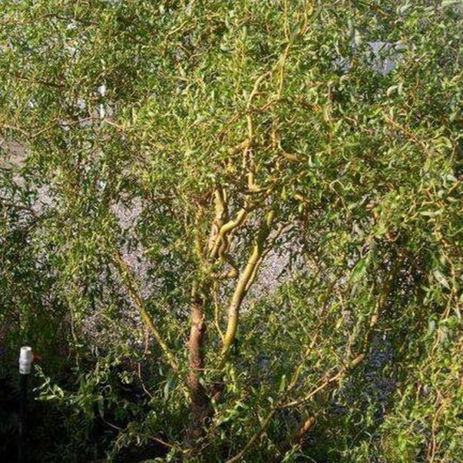 Tortuosa Wierzba babilońska Salix babylonica