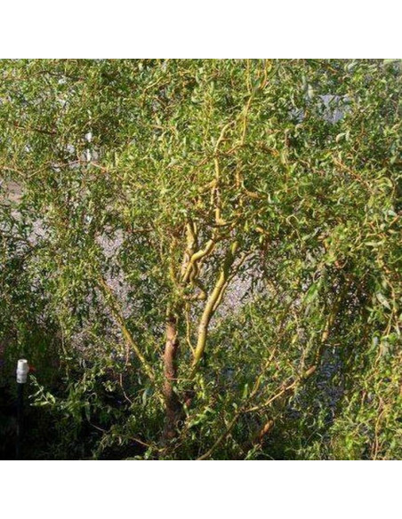 Tortuosa Wierzba babilońska Salix babylonica