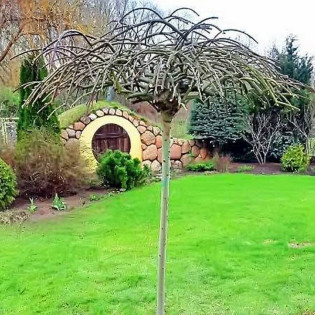 Pendula Salix caprea Wierzba iwa