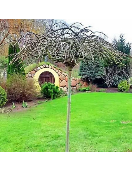 Pendula Salix caprea Wierzba iwa