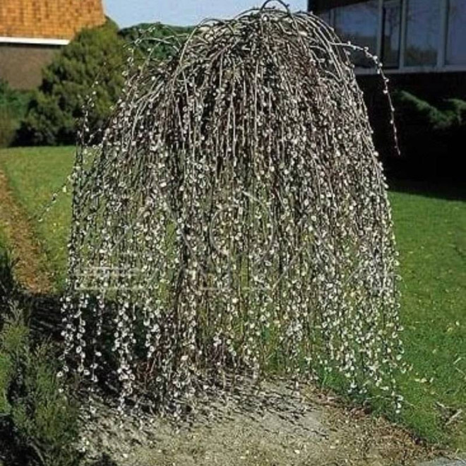 Wierzba iwa Pendula Salix caprea