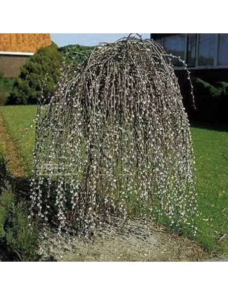 Wierzba iwa Pendula Salix caprea