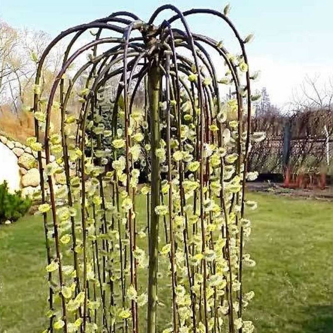 Pendula Wierzba iwa Salix caprea