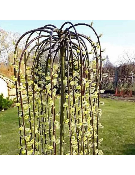 Pendula Wierzba iwa Salix caprea