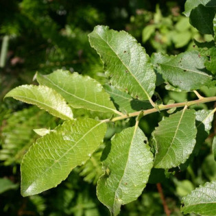 Wierzba iwa Mas Salix caprea