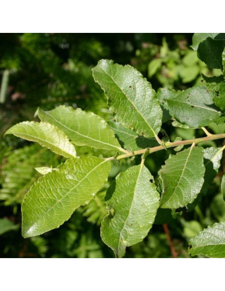 Wierzba iwa Mas Salix caprea