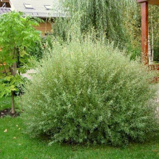 Wierzba iwa Mas Salix caprea 2