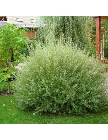 Mas Salix caprea Wierzba iwa