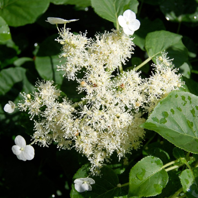 Hortensja pnąca subsp. petiolaris Hydrangea anomala