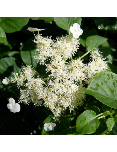 Hortensja pnąca subsp. petiolaris Hydrangea anomala