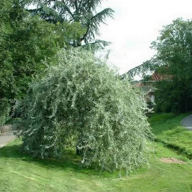 Wierzba iwa Salix caprea Mas