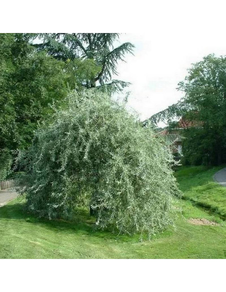 Wierzba iwa Salix caprea Mas